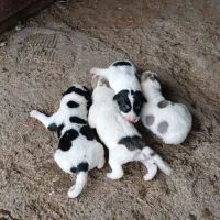 وگذاری مجانی 4 توله قهدریجانی