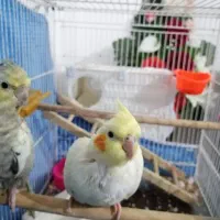 عروس هلندی جفت|پرنده|مشهد, تلگرد|دیوار