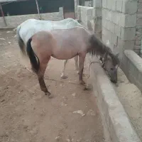 سه عدد مادیان عشایری معاوضه با گوسفند وبز|اسب و تجهیزات اسبسواری|گیلان غرب, |دیوار