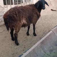 بره قوچی وتقلی|حیوانات مزرعه|بیرجند, |دیوار