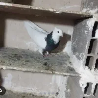 کود کبوتر. تمیز