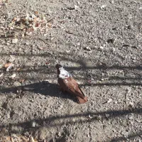 باسلام ککیلی نر جوان|پرنده|اردبیل, |دیوار