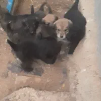 توله های سگ قدرجونی نروماده|سگ|قزوین, |دیوار