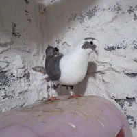 دم سفید و کلاغ کربلایی|پرنده|شاندیز, |دیوار