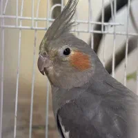 عروسای جوان زیبا خونگی نر دونه ۸۵۰