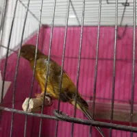 نر سرخ سوخته مست ماده گیرنر۱۲۰۰ماده ۱تومن|پرنده|اندیمشک, |دیوار