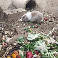 خرگوش لوپ مولد|موش و خرگوش|شهرضا, |دیوار