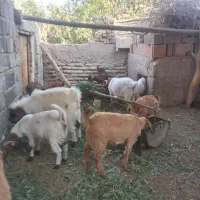 گوسفند نر ماده باهم فروشی