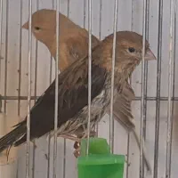 جوجه قناری اوپال و سهره نرو ماده