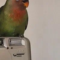 طوطی برزیلی