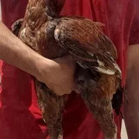 خروس لاری