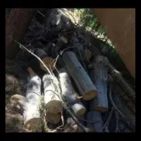 خرید چوب و هرر کاری درختان.