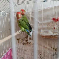 یک جفت کوتوله