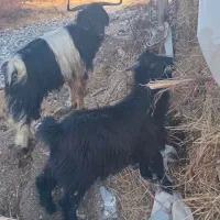 بزغاله|حیوانات مزرعه|سیلوانه, |دیوار