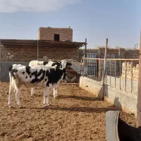 گوساله نر|حیوانات مزرعه|تربت جام, میان جام|دیوار