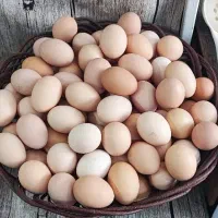 فروش تخم مرغ محلی ارگانیک گلپایگان تولید روز