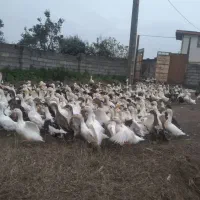 اردک اورگانیک