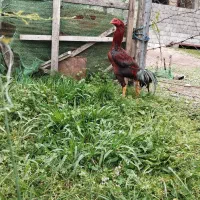 خروس لاری یک ساله