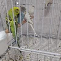 قناری . فنچ و مرغ عشق|پرنده|تربت‌حیدریه, شهرک ولیعصر|دیوار