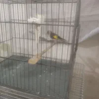 پرنده|پرنده|نسیم‌شهر, |دیوار