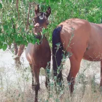 مادیان دره شور شکم پر ۴ماهه