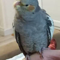 عروس هلندی ماده