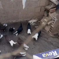 کفتر زاغ دم سفید|پرنده|تهران, بهارستان|دیوار