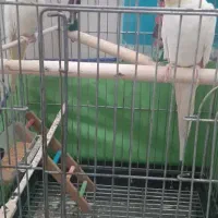 جفت عروس هلندی