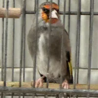 سهره دورگ زاغ طوقدار گل دو طرف قفل|پرنده|پاکدشت, حصار امیر|دیوار