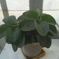 گلدان گل شمعدانی ، پدیلانتوس ، و کالانگوئه|گل و گیاه طبیعی|تهران, تهرانپارس غربی|دیوار