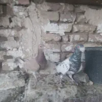 کبوتر جفت سار سیاه زرد