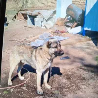 حیوان گم شده شهرک صنعتی زیبادشت