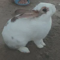 خرگوش خانگی واهلی وزیبا|موش و خرگوش|یزد, |دیوار