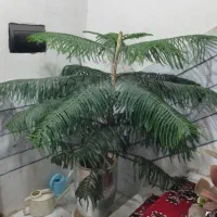 گل نخل فوق العاده زیبا|گل و گیاه طبیعی|محمدیه-قزوین, |دیوار