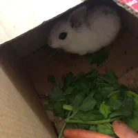 واگذاری خرگوش ب صورت رایگان