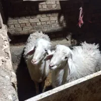 گوسفند.میش.بره.قوچ.سفیدافشار