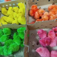 جوجه رنگی دونه ای ۲۰