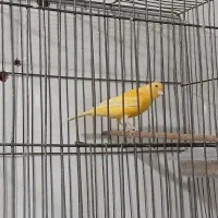 قناری نر بخون|پرنده|تهران, کیانشهر|دیوار