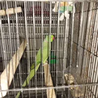 طوطی ملنگو فنچ نرگسی عروس هلندی