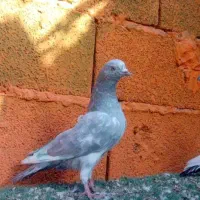 سلیتی|پرنده|ایرانشهر, |دیوار