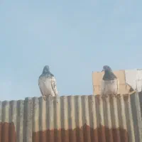 کبوتر پرشی|پرنده|فردیس, فردیس|دیوار