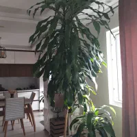 درختچه بلالی(دراسینا)