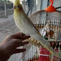 طوطی گرینچیک