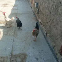 مرغ و خروس