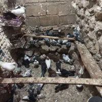 کفتر فروشی