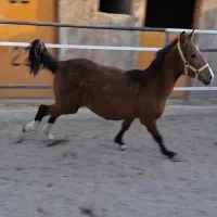 کره اسب مادیان دره‌شور