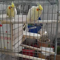 عروس هلندی نر و ماده