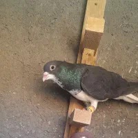 کبوتر