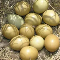 تخم نطفه دار پرندگان زینتی|پرنده|بروجرد, |دیوار
