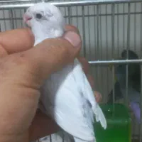 پروتلت مرغ کاسکو طوطی جا دونی مکانیزه|پرنده|قدس, شهر‌قدس|دیوار